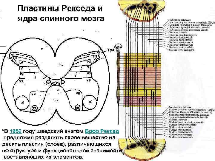 Пластины Рекседа и ядра спинного мозга *В 1952 году шведский анатом Брор Рексед предложил
