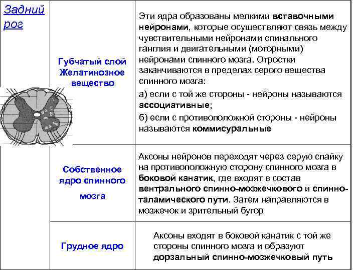 Задний рог Губчатый слой Желатинозное вещество Собственное ядро спинного мозга Грудное ядро Эти ядра
