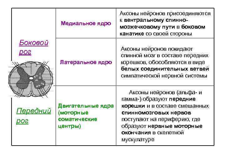 Обои аксон кострома