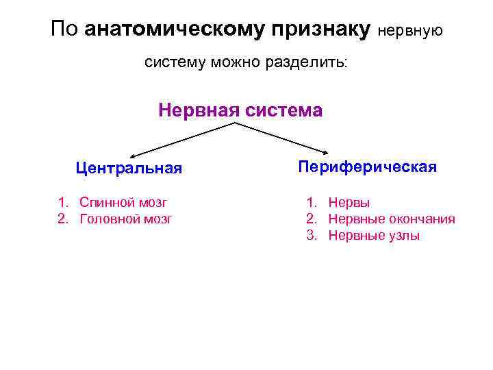 Признаки нервной системы