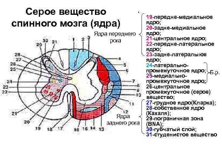 Серое вещество спинного мозга (ядра) • Ядра переднего рога Ядра заднего рога 19 передне