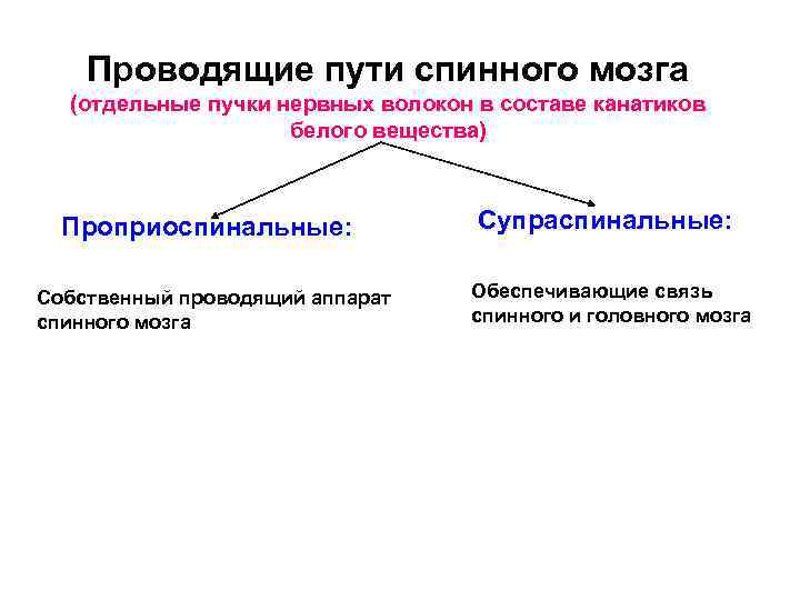 Проводящие пути спинного мозга (отдельные пучки нервных волокон в составе канатиков белого вещества) Проприоспинальные: