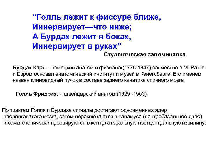 “Голль лежит к фиссуре ближе, Иннервирует—что ниже; А Бурдах лежит в боках, Иннервирует в
