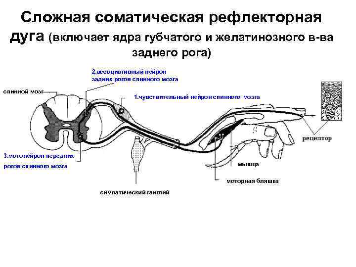 Сложная соматическая рефлекторная дуга (включает ядра губчатого и желатинозного в ва заднего рога) 2.