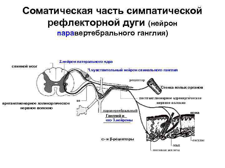 Схема простой соматической рефлекторной дуги