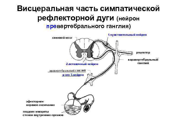 Висцеральная часть симпатической рефлекторной дуги (нейрон превертебрального ганглия) спинной мозг 1. чувствительный нейрон рецептор