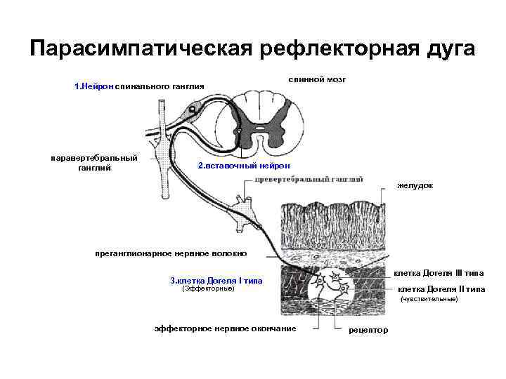 Соматическая рефлекторная дуга схема гистология