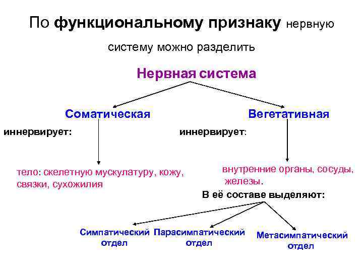 По функциональному признаку нервную систему можно разделить Нервная система Соматическая иннервирует: Вегетативная иннервирует: тело: