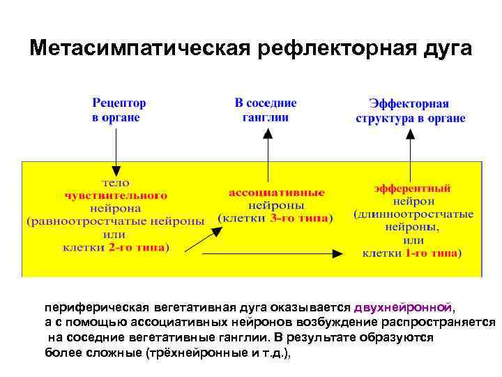 Метасимпатическая рефлекторная дуга периферическая вегетативная дуга оказывается двухнейронной, а с помощью ассоциативных нейронов возбуждение