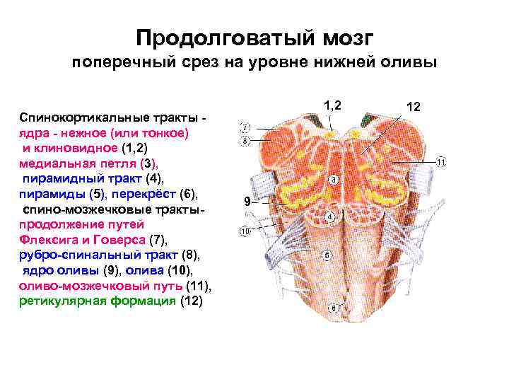 Продолговатый мозг поперечный срез на уровне нижней оливы Спинокортикальные тракты ядра нежное (или тонкое)