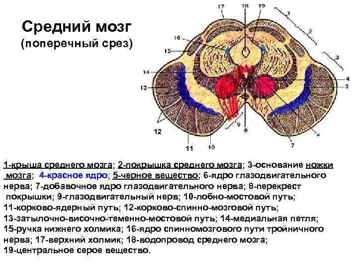 Средний мозг (поперечный срез) 12 11 1 крыша среднего мозга; 2 покрышка среднего мозга;
