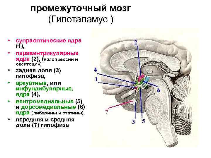 промежуточный мозг (Гипоталамус ) • супраоптические ядра (1), • паравентрикулярные ядра (2), (вазопрессин и