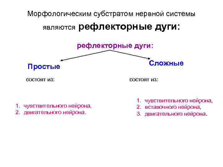 Морфологическим субстратом нервной системы являются рефлекторные дуги: Простые состоят из: 1. чувствительного нейрона, 2.