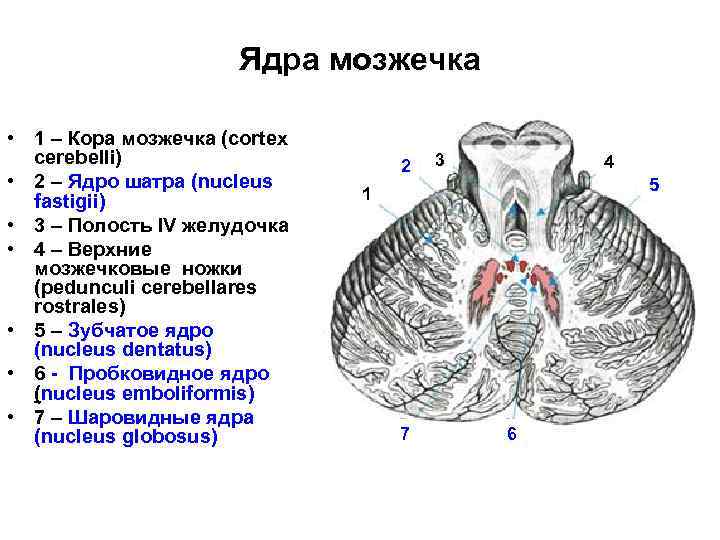 Ядра мозжечка • 1 – Кора мозжечка (cortex cerebelli) • 2 – Ядро шатра