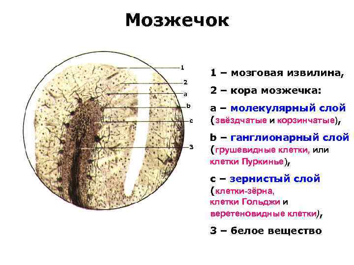 Схема межнейронных связей в коре мозжечка