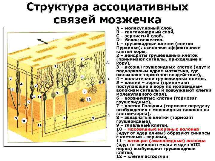 Структура ассоциативных связей мозжечка 8 2 6 2 4 9 2 4 1 11