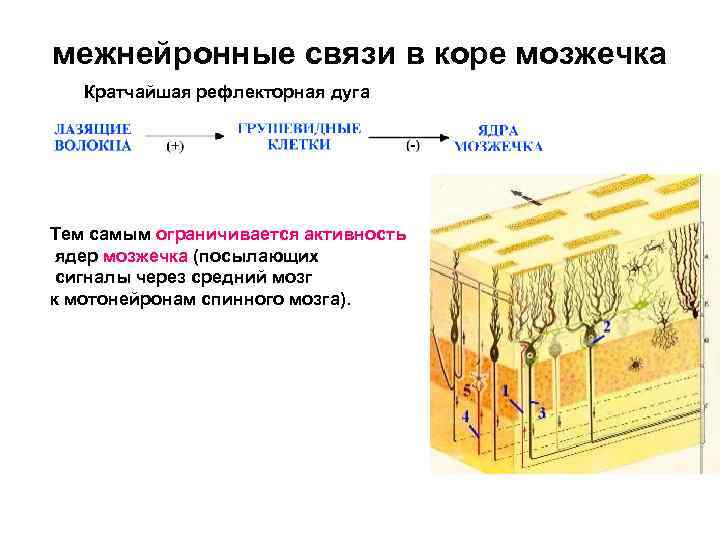 межнейронные связи в коре мозжечка Кратчайшая рефлекторная дуга Тем самым ограничивается активность ядер мозжечка