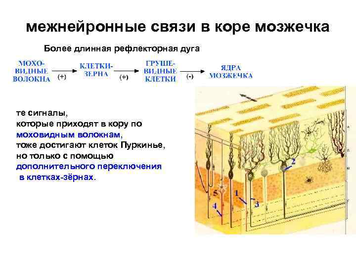 межнейронные связи в коре мозжечка Более длинная рефлекторная дуга те сигналы, которые приходят в
