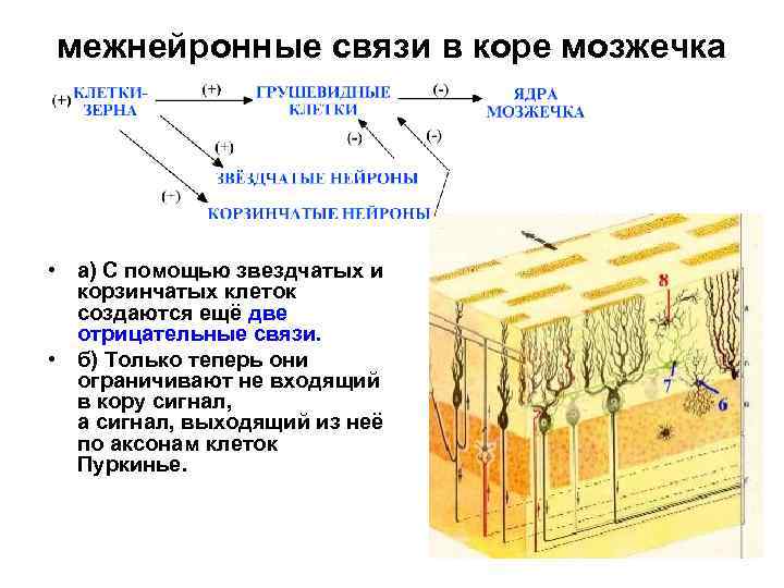 межнейронные связи в коре мозжечка • а) С помощью звездчатых и корзинчатых клеток создаются