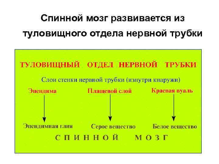 Спинной мозг развивается из туловищного отдела нервной трубки 