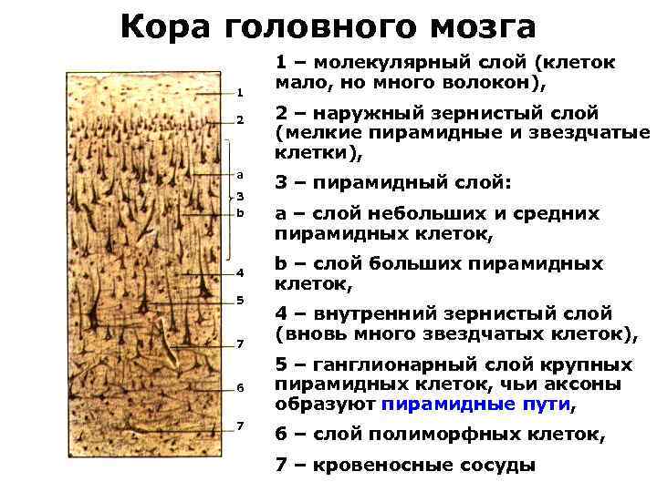 Кора головного мозга 1 2 a 3 b 4 5 7 6 7 1