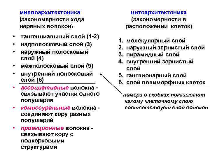 миелоархитектоника (закономерности хода нервных волокон) • тангенциальный слой (1 2) • надполосковый слой (3)