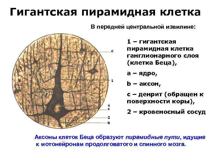 Гигантская пирамидная клетка В передней центральной извилине: c 1 – гигантская пирамидная клетка ганглионарного