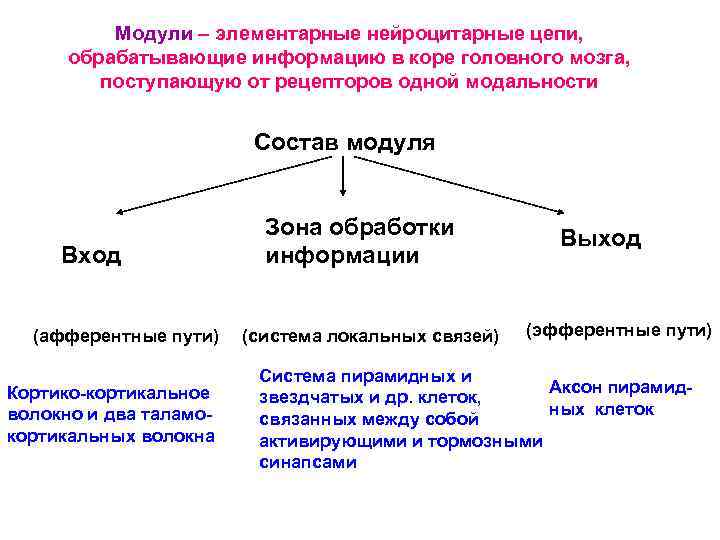 Модули – элементарные нейроцитарные цепи, обрабатывающие информацию в коре головного мозга, поступающую от рецепторов