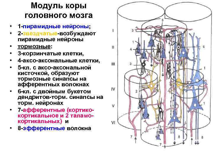 Модуль коры головного мозга • 1 пирамидные нейроны; • 2 звездчатые возбуждают пирамидные нейроны