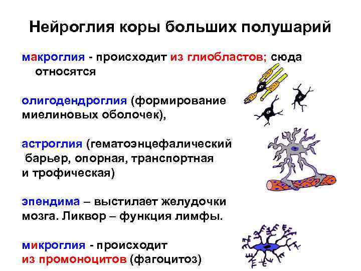 Нейроглия коры больших полушарий макроглия происходит из глиобластов; сюда относятся олигодендроглия (формирование миелиновых оболочек),