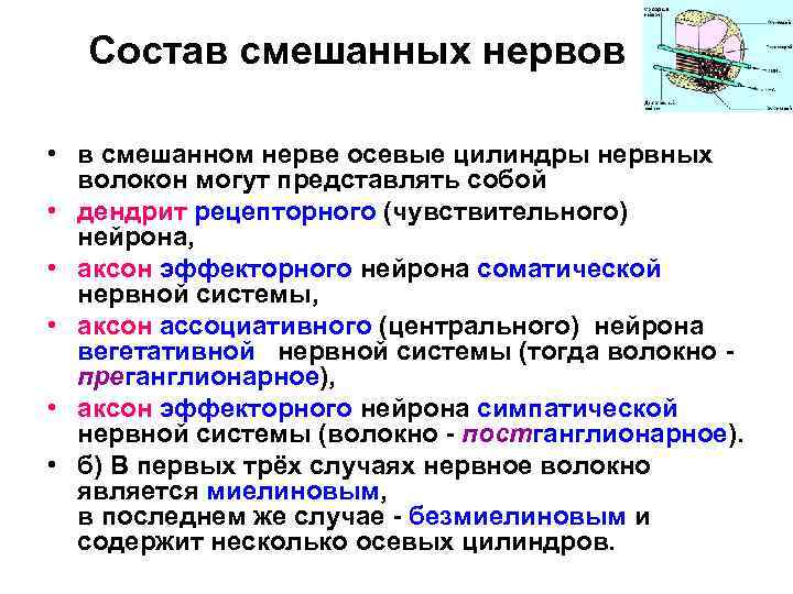 Состав смешанных нервов • в смешанном нерве осевые цилиндры нервных волокон могут представлять собой