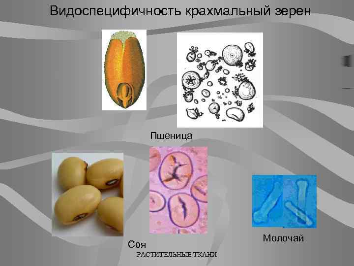 Видоспецифичность крахмальный зерен Пшеница Соя РАСТИТЕЛЬНЫЕ ТКАНИ Молочай 