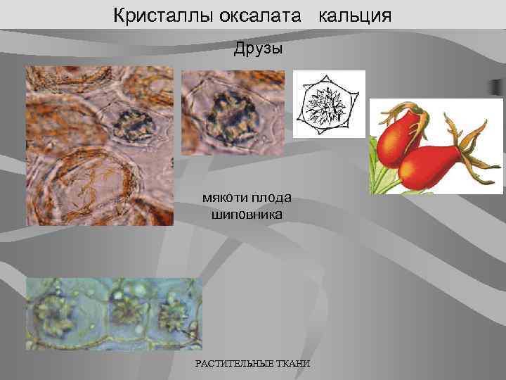 К какому типу тканей относятся клетки мякоти. Кристаллы щавелевокислого кальция. Включения оксалата кальция друзы. Друзы кристаллов оксалата кальция. Оксалат кальция в растениях.