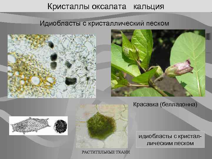 Кристаллы оксалата кальция Идиобласты с кристаллический песком Красавка (белладонна) идиобласты с кристаллическим песком РАСТИТЕЛЬНЫЕ