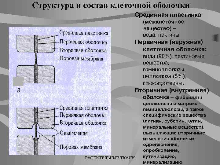 Срединные структуры