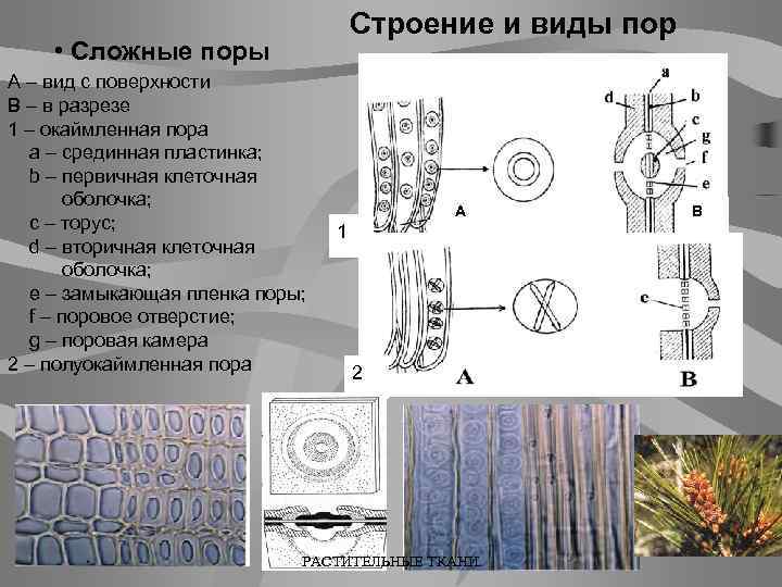 Строение и виды пор • Сложные поры А – вид с поверхности В –