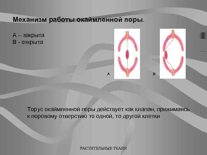 Механизм работы окаймленной поры. А – закрыта В - открыта A B Торус окаймленной