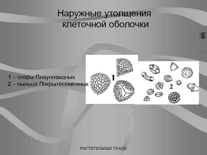 Наружные утолщения клеточной оболочки 1 – споры Плауновидных 2 – пыльца Покрытосеменных РАСТИТЕЛЬНЫЕ ТКАНИ