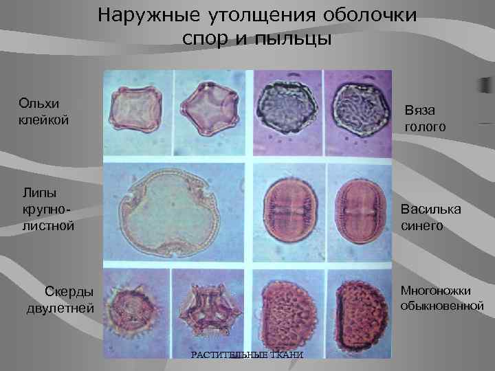 Наружные утолщения оболочки спор и пыльцы Ольхи клейкой Вяза голого Липы крупнолистной Василька синего