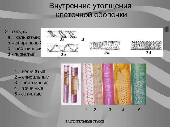 Внутренние утолщения клеточной оболочки 3 - сосуды а – кольчатый; b – спиральный; с