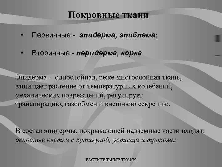 Покровные ткани • Первичные - эпидерма, эпиблема; • Вторичные - перидерма, корка Эпидерма -