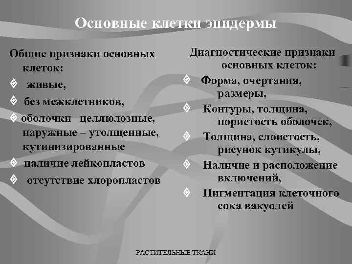 Основные клетки эпидермы Общие признаки основных клеток: живые, без межклетников, оболочки целлюлозные, наружные –