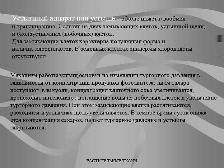 Устьичный аппарат или устьице – обеспечивает газообмен и транспирацию. Состоит из двух замыкающих клеток,