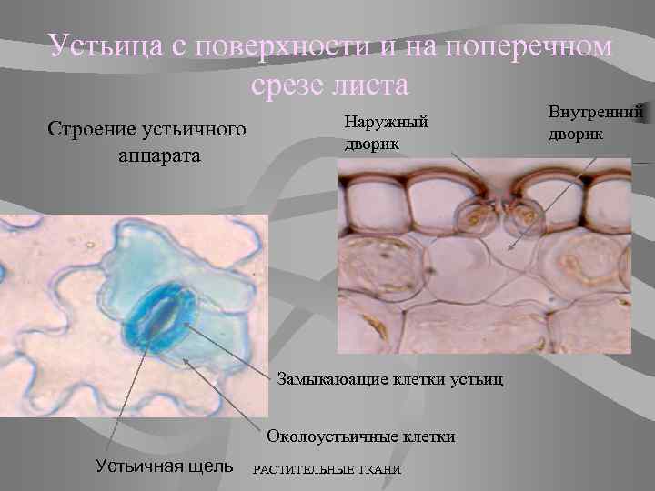 Устьица с поверхности и на поперечном срезе листа Строение устьичного аппарата Наружный дворик Замыкаюащие