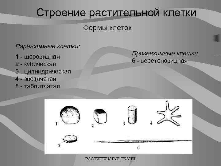 Строение растительной клетки Формы клеток Паренхимные клетки: 1 - шаровидная 2 - кубическая 3