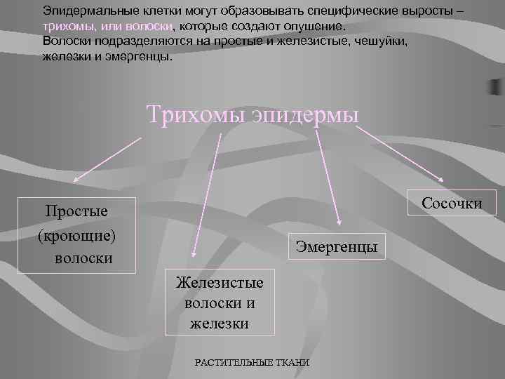 Эпидермальные клетки могут образовывать специфические выросты – трихомы, или волоски, которые создают опушение. Волоски