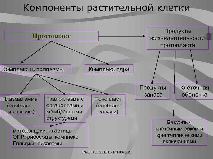 Компоненты растительной клетки Продукты жизнедеятельности протопласта Протопласт Комплекс цитоплазмы Плазмалемма (мембрана цитоплазмы) Комплекс ядра