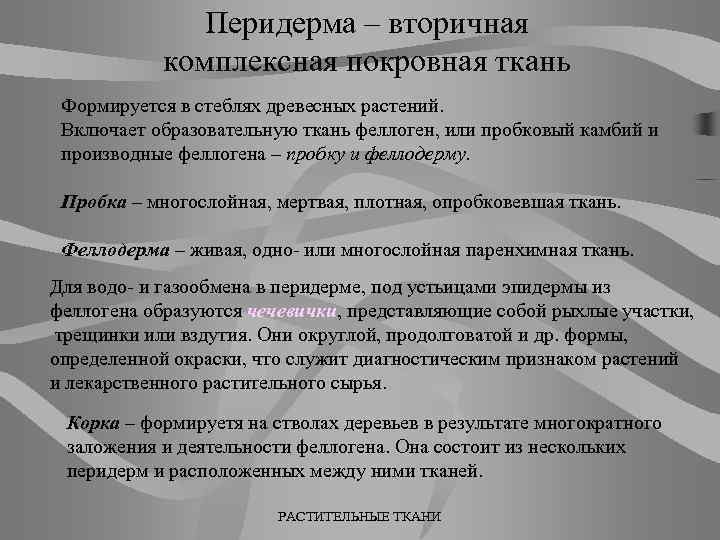 Перидерма – вторичная комплексная покровная ткань Формируется в стеблях древесных растений. Включает образовательную ткань