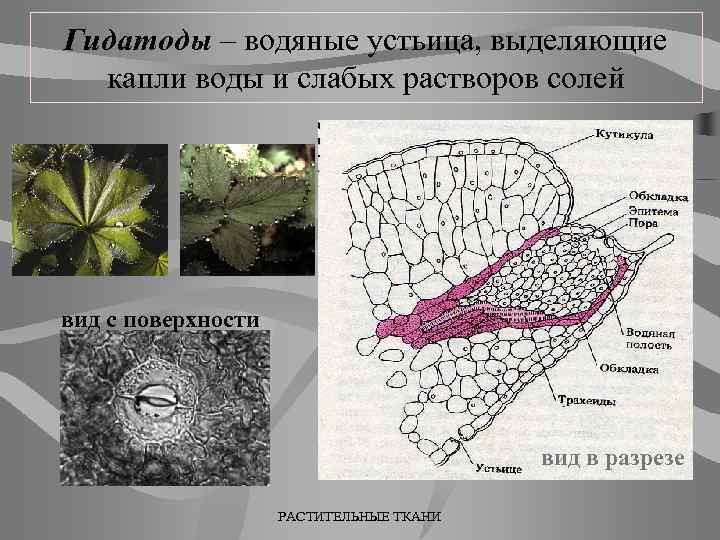 Гидатоды – водяные устьица, выделяющие капли воды и слабых растворов солей вид с поверхности