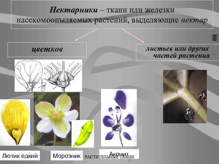 Нектарники – ткани или железки насекомоопыляемых растений, выделяющие нектар цветков Лютик едкий Морозник листьев